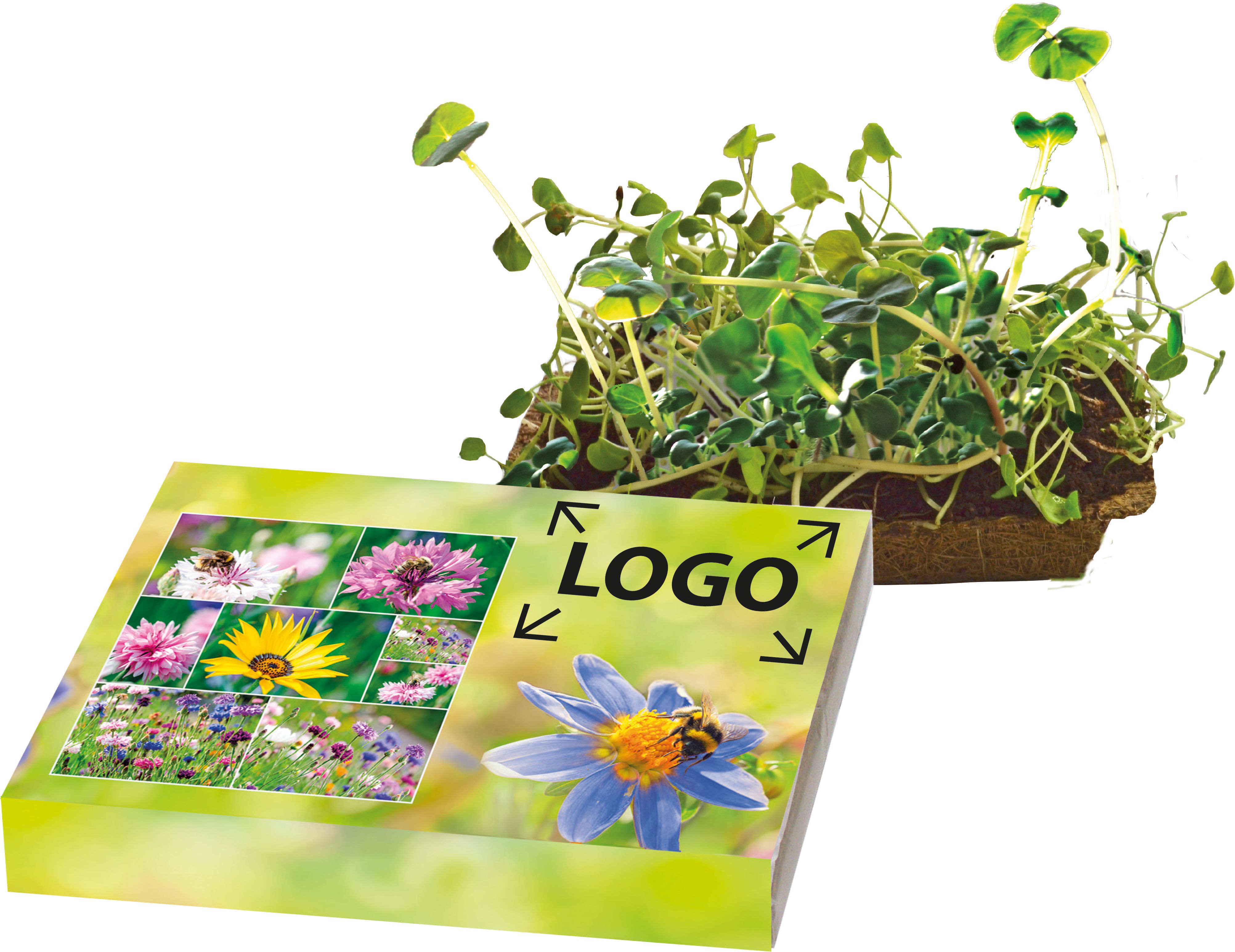 auf den Schuber (21,0 x 12,3 cm)