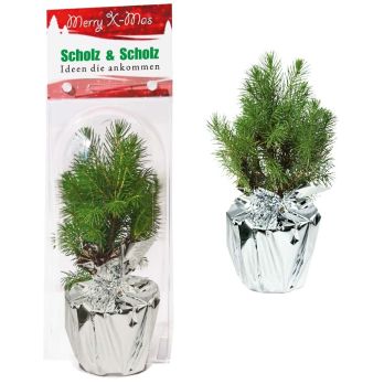 Weihnachtsbäumchen Junior