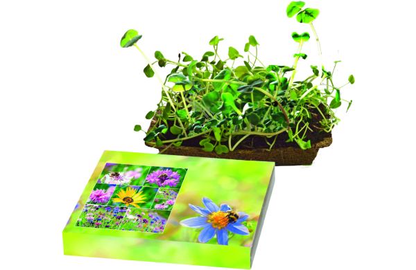 Bienenfreude, Bienenwiesen-Mischung