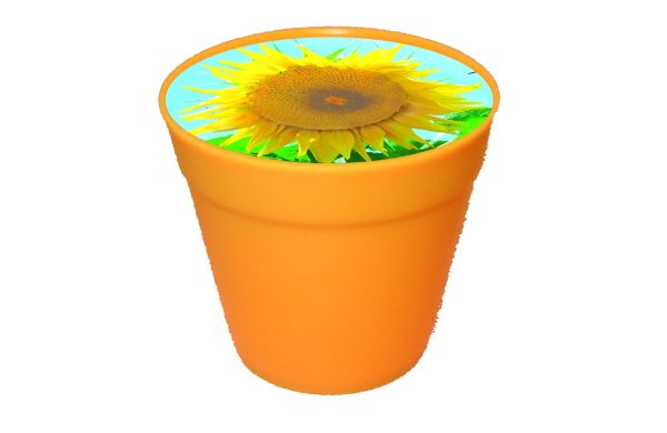 Business-Töpfchen Sonne, Zwergsonnenblume