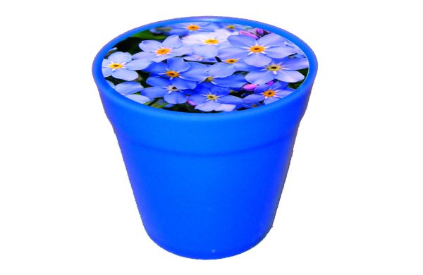 Business-Töpfchen Vergissmeinnicht, Vergissmeinnicht