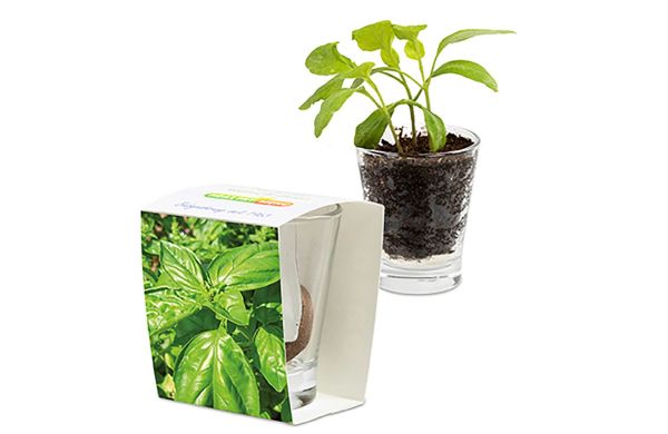 Caffeino-Glas mit Samen