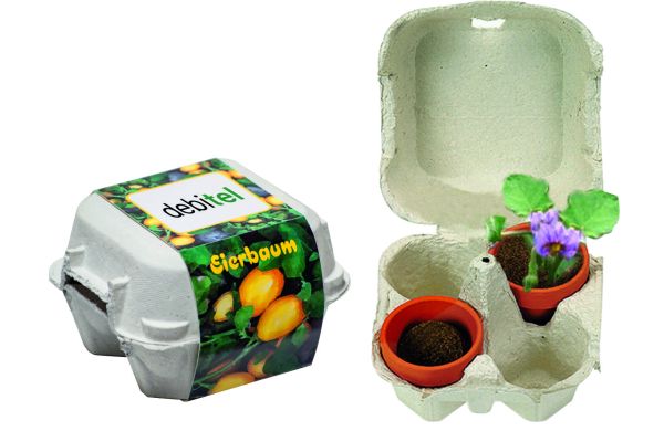 Eierbaum-Box, Eierbaumsamen     