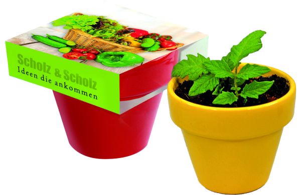 Naschgemüse Colour, Cocktail Tomate