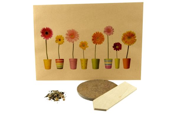 Natürliches Wachstum, bunte Blumenmischung