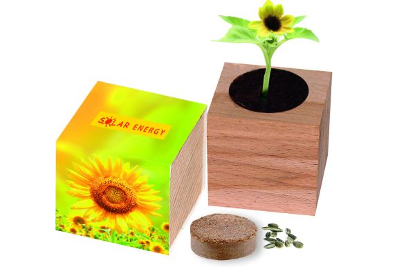 Natur-Würfel groß Sonne, Zwergsonnenblume