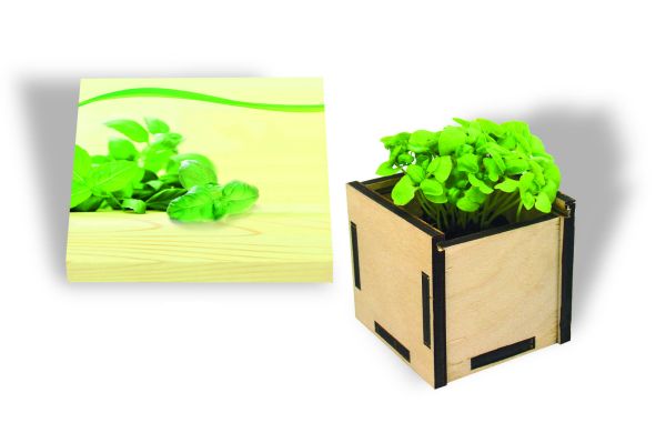 Pflanzsteckbox Green, Basilikum