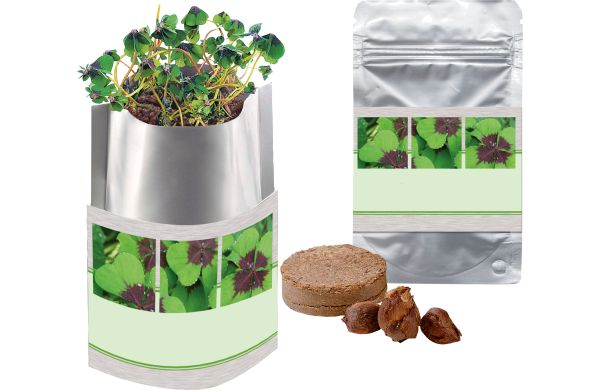 Plant-Bag Viel Glück, Glückskleezwiebelchen 