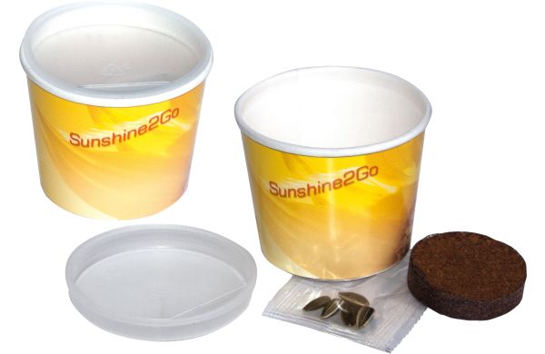 Sunshine 2Go, Zwergsonnenblume