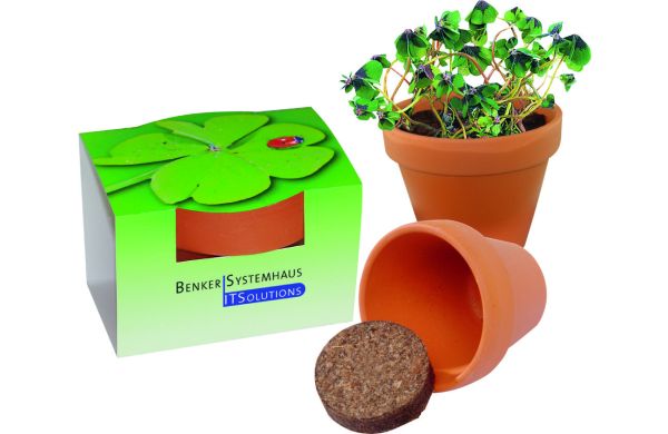 Tontöpfchen Glücksklee, Glückskleezwiebelchen 