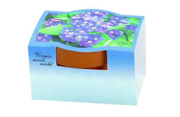 Tontöpfchen Vergiss-mein-nicht, Vergissmeinnicht 