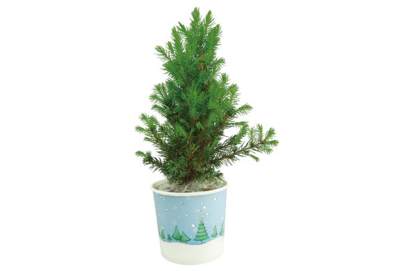 Cup-Bäumchen 20-30 cm, in Einzelkartonage 