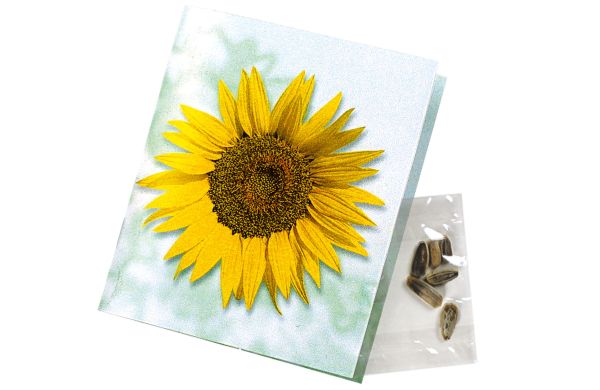 Klappkärtchen Sonne, Zwergsonnenblume