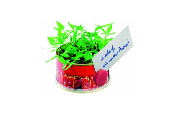 Minigarten Hot mit Magnet, Durchmesser  73 x 38 mm, Chili