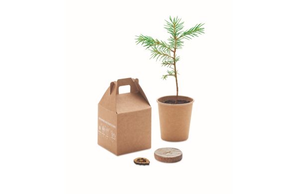GROWTREE™ Kiefernsamen-Set - beige