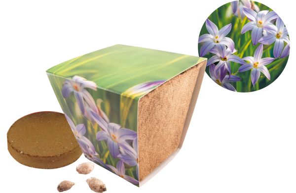 Naturtöpfchen Sternblume