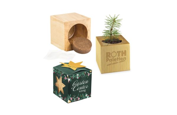 Pflanz-Holz Büro Star-Box Xmas mit Fichtensamen, 2 Seiten gelasert