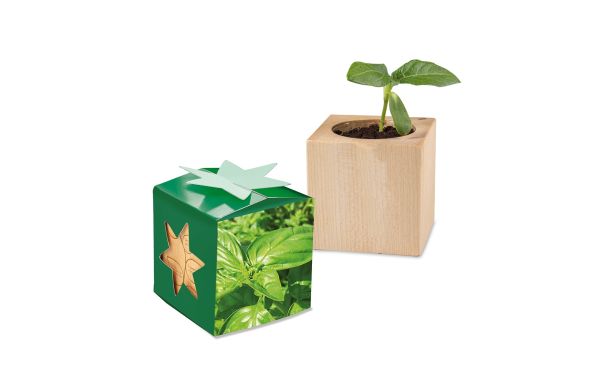 Pflanz-Holz Star-Box mit Samen, 1 Seite gelasert