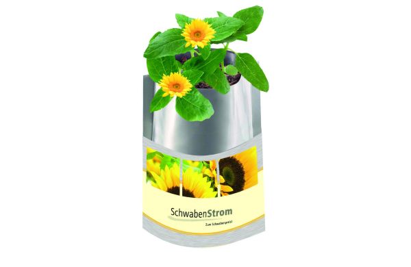 Plant-Bag Sonne, Zwergsonnenblume