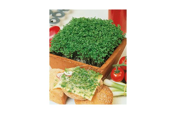 Samentütchen Groß