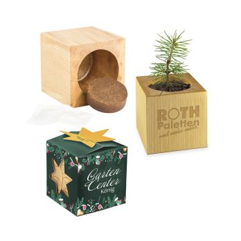 Pflanz-Holz Maxi Star-Box Xmas mit Fichtensamen
