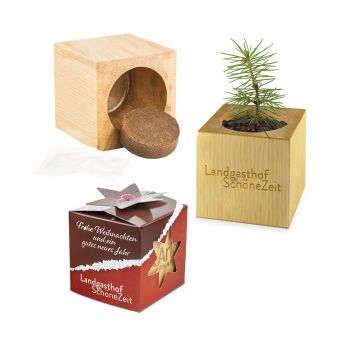 Pflanz-Holz Star-Box Xmas mit Fichtensamen, 2 Seiten gelasert