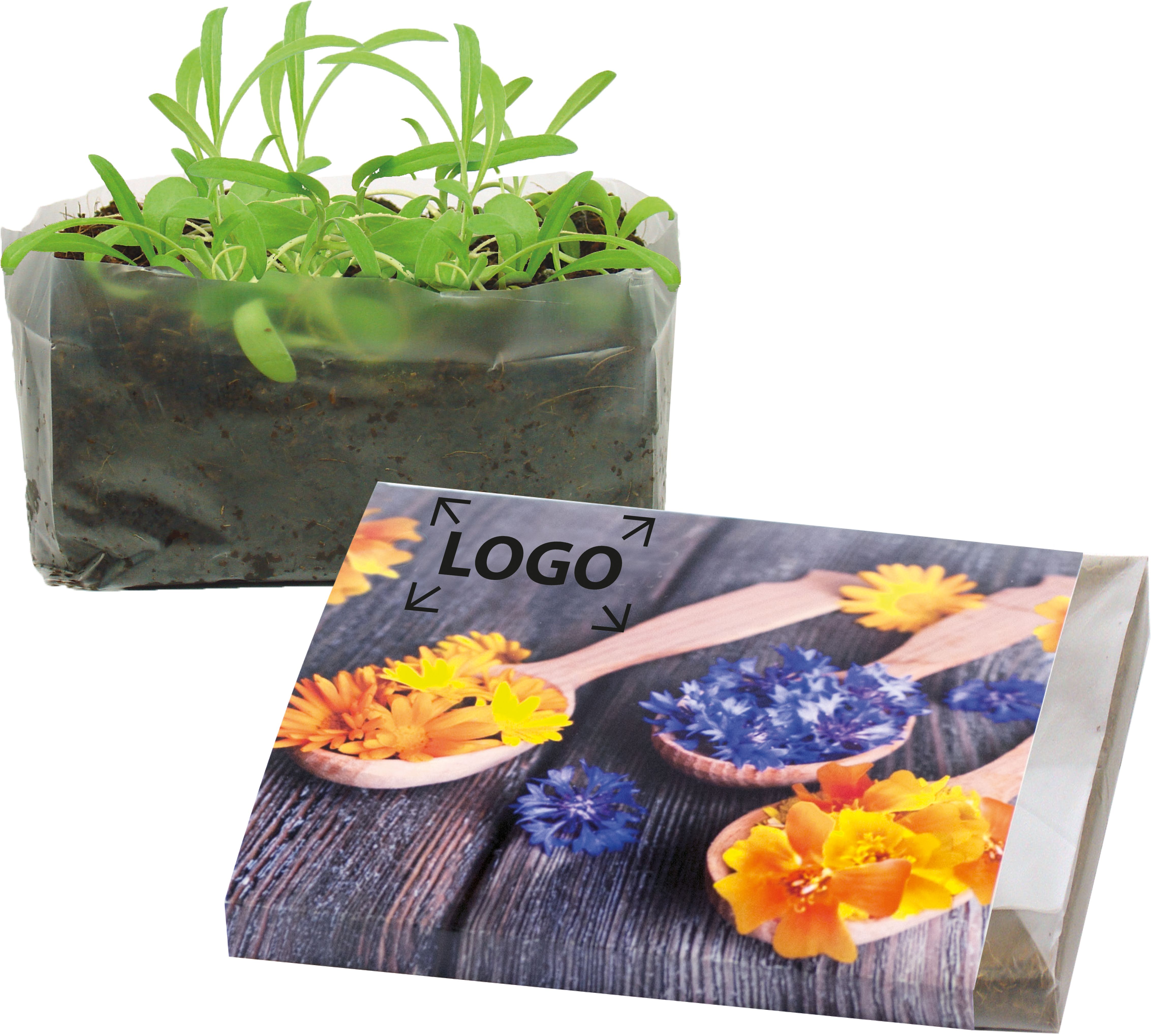 auf den Schuber (10,5 x 24,5 cm)